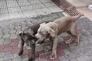 Neapolitan Mastiff, Parent Imported - Neapolitan Mastiff Dog