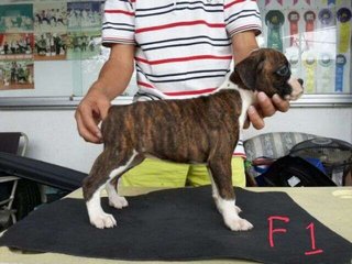 Boxer Puppy For Sale, Parent Import - Boxer Dog