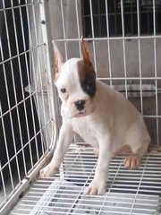 Boxer Puppy For Sale, Parent Import - Boxer Dog