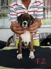 Boxer Puppy For Sale, Parent Import - Boxer Dog