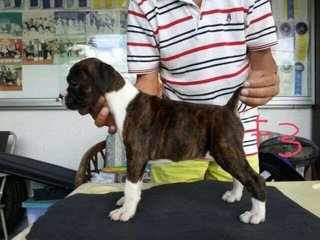 Boxer Puppy For Sale, Parent Import - Boxer Dog