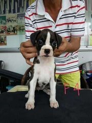 Boxer Puppy For Sale, Parent Import - Boxer Dog