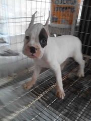 Boxer Puppy For Sale, Parent Import - Boxer Dog