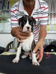 Boxer Puppy For Sale, Parent Import - Boxer Dog