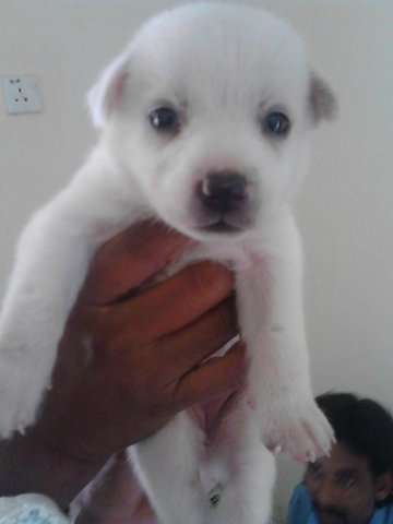 Snow - Mixed Breed Dog