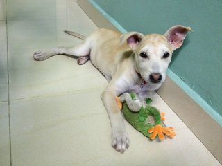 Binky - Mixed Breed Dog