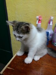 Gebu - Domestic Long Hair + Persian Cat