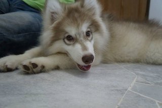 Super Super Large Siberian Husky - Siberian Husky Dog