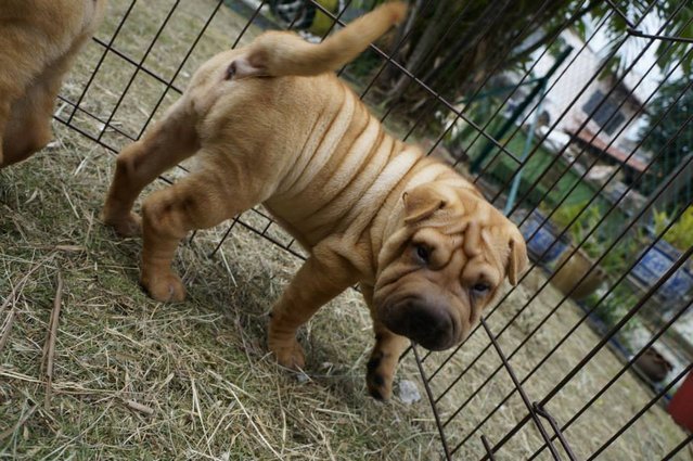 Sharpei Puppies Bark Like A Pig - Shar Pei Dog