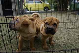 Sharpei Puppies Bark Like A Pig - Shar Pei Dog