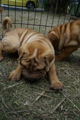 Sharpei Puppies Bark Like A Pig - Shar Pei Dog