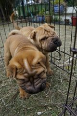 Sharpei Puppies Bark Like A Pig - Shar Pei Dog