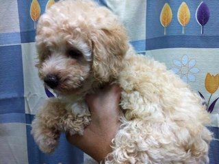 PF61562 - Poodle Dog