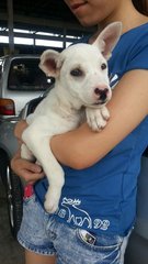 Ipoh - Snowie - Pit Bull Terrier Mix Dog