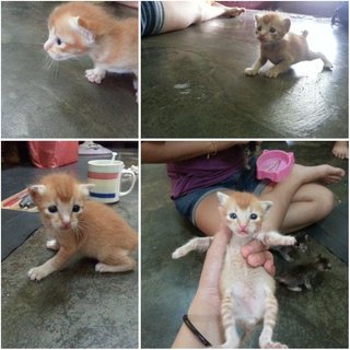 4 Puppys - Domestic Short Hair Cat