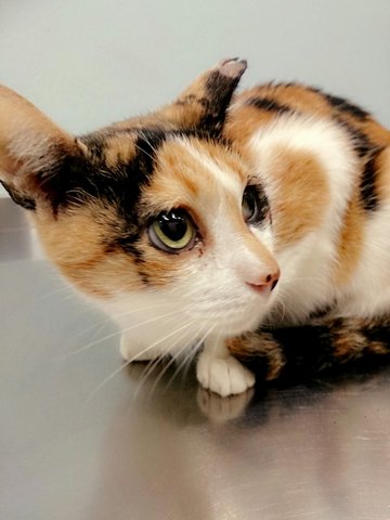 Miri - Lv (Pls Read Description) - Calico + Domestic Short Hair Cat