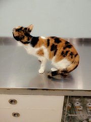 Miri - Lv (Pls Read Description) - Calico + Domestic Short Hair Cat