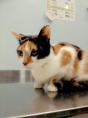 Miri - Lv (Pls Read Description) - Calico + Domestic Short Hair Cat