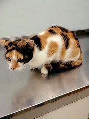 Miri - Lv (Pls Read Description) - Calico + Domestic Short Hair Cat