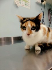 Miri - Lv (Pls Read Description) - Calico + Domestic Short Hair Cat