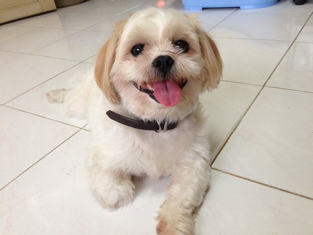 Happy Zhai - Shih Tzu Dog