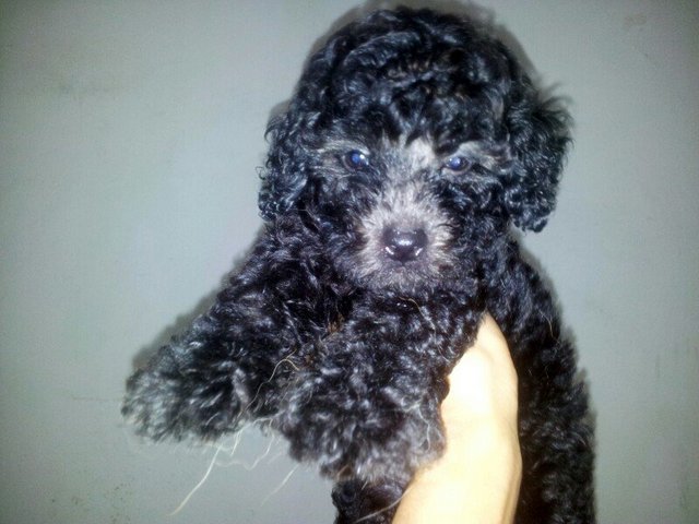 Home Breed( Silver )Toy Poodle - Poodle Dog