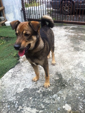 Cocoa - Mixed Breed Dog