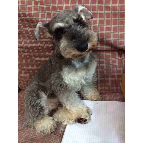 Yuan Yuan - Schnauzer Dog