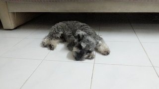 Yuan Yuan - Schnauzer Dog