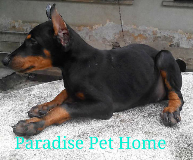 Doberman - Doberman Pinscher Dog