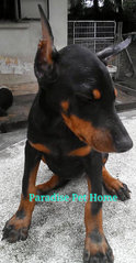 Doberman - Doberman Pinscher Dog