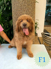 Tibetan Mastiff - Tibetan Mastiff Dog