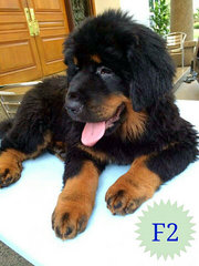 Tibetan Mastiff - Tibetan Mastiff Dog