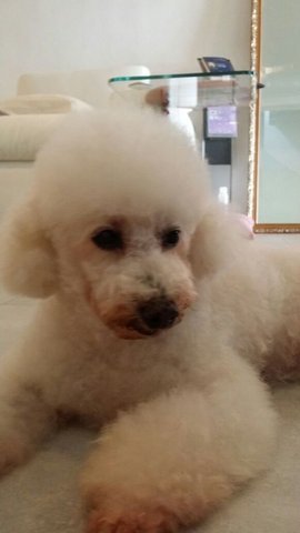 Capri - Poodle Dog