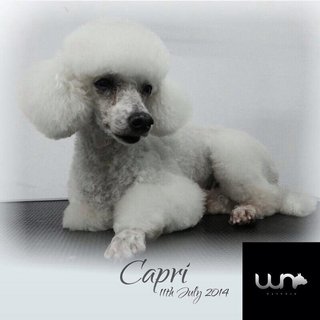 Capri - Poodle Dog