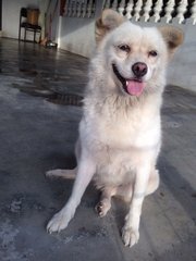 Ipoh - Speed - Spitz Mix Dog