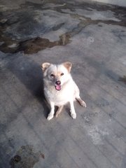 Ipoh - Speed - Spitz Mix Dog