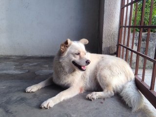 Ipoh - Speed - Spitz Mix Dog