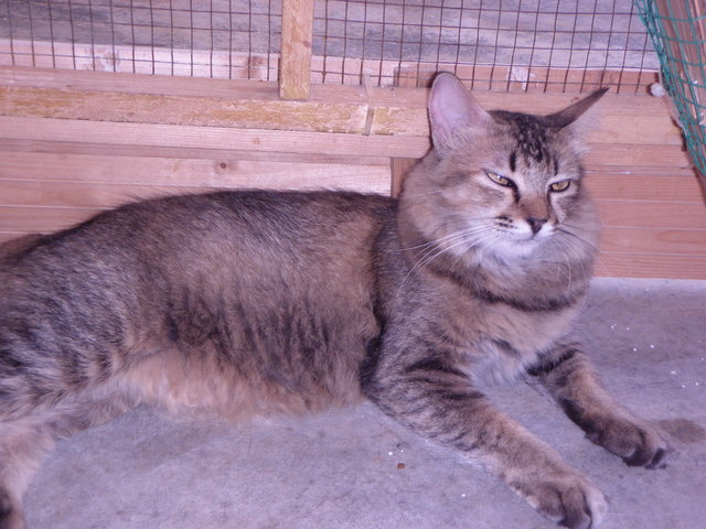 Baby - Domestic Long Hair Cat