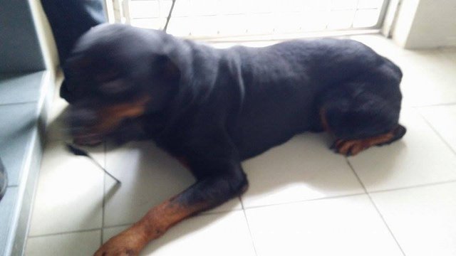 Brian - Rottweiler Dog