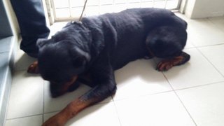 Brian - Rottweiler Dog