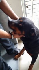 Brian - Rottweiler Dog