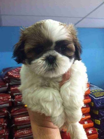 Shih Tzu - 9/10 - Shih Tzu Dog