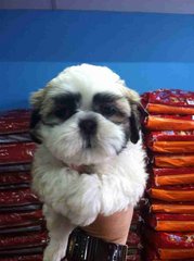 Shih Tzu - 9/10 - Shih Tzu Dog