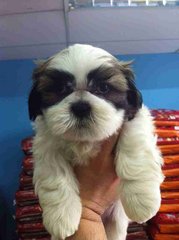 Shih Tzu - 9/10 - Shih Tzu Dog