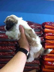 Shih Tzu - 9/10 - Shih Tzu Dog