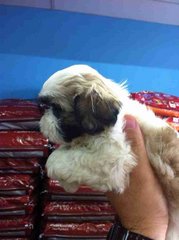 Shih Tzu - 9/10 - Shih Tzu Dog