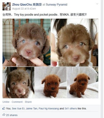 Poodle(Taiwan) - Poodle Dog