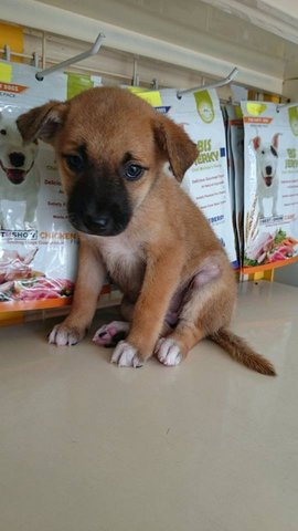 Z4 - Mixed Breed Dog