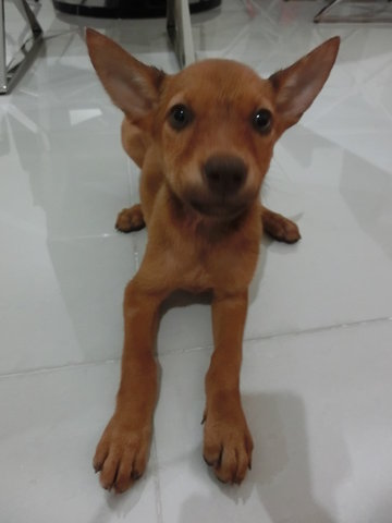 Wish (Puchong) - Mixed Breed Dog